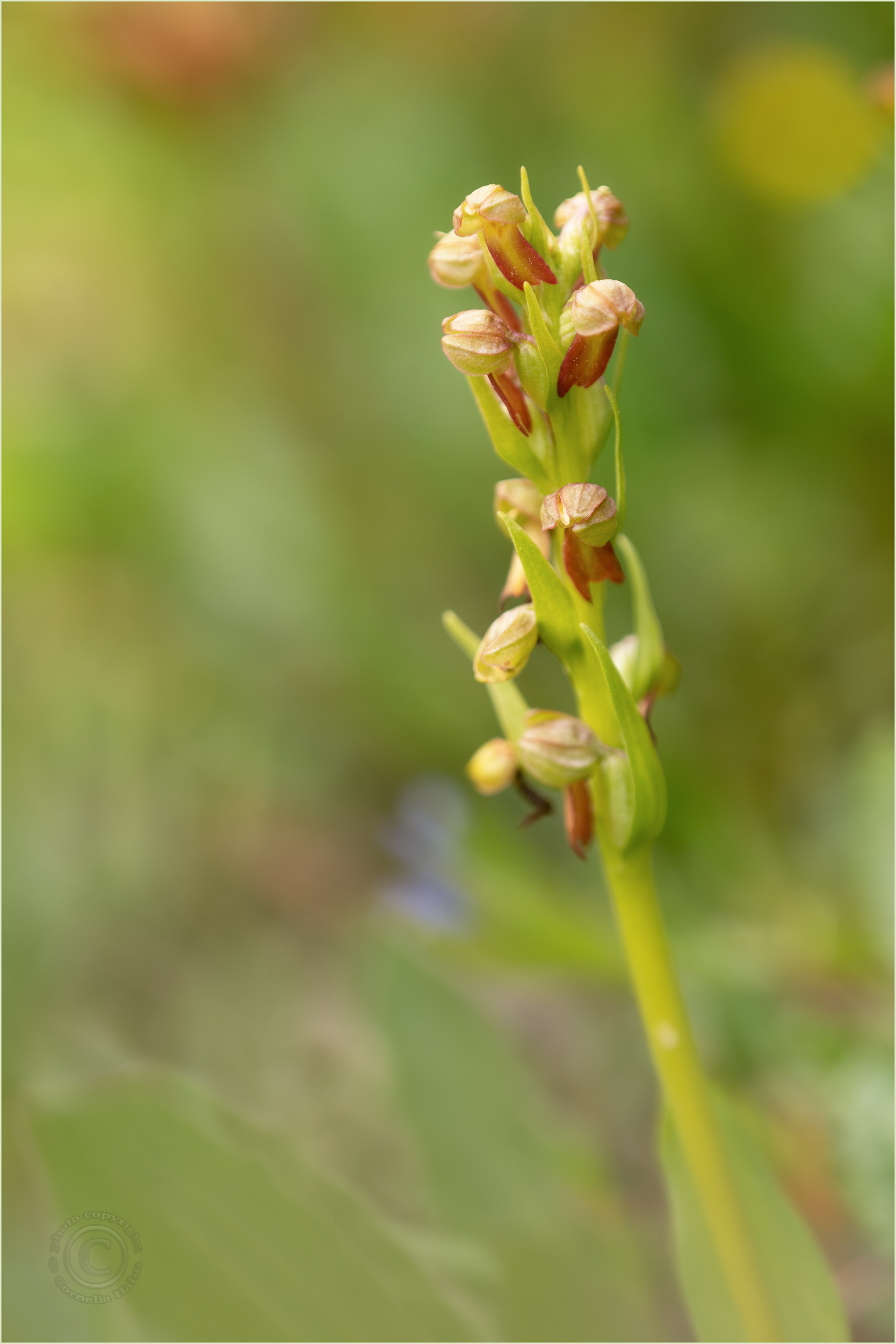 Grüne Hohlzunge (Dactylorhiza viridis)