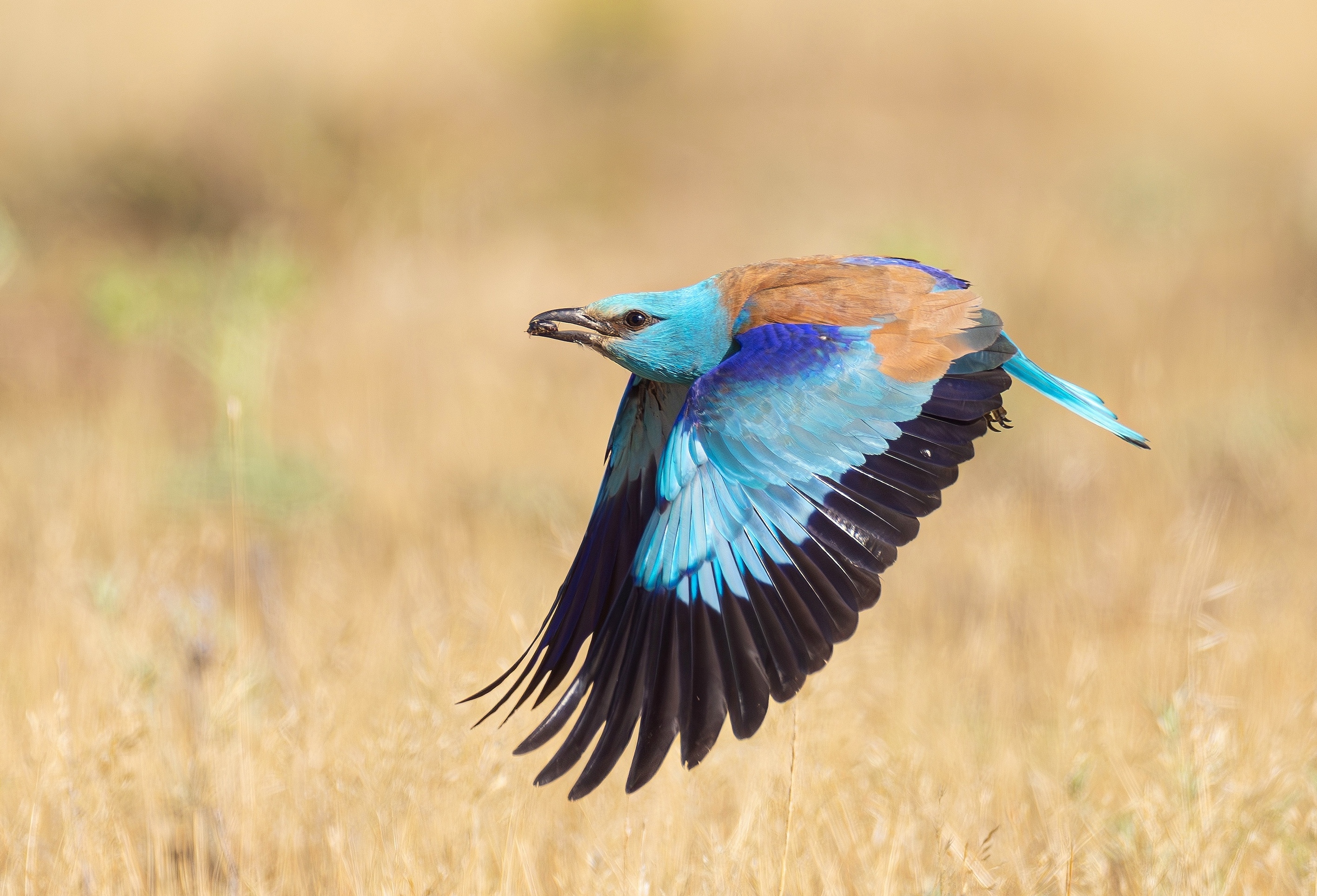 Blauracke im Flug