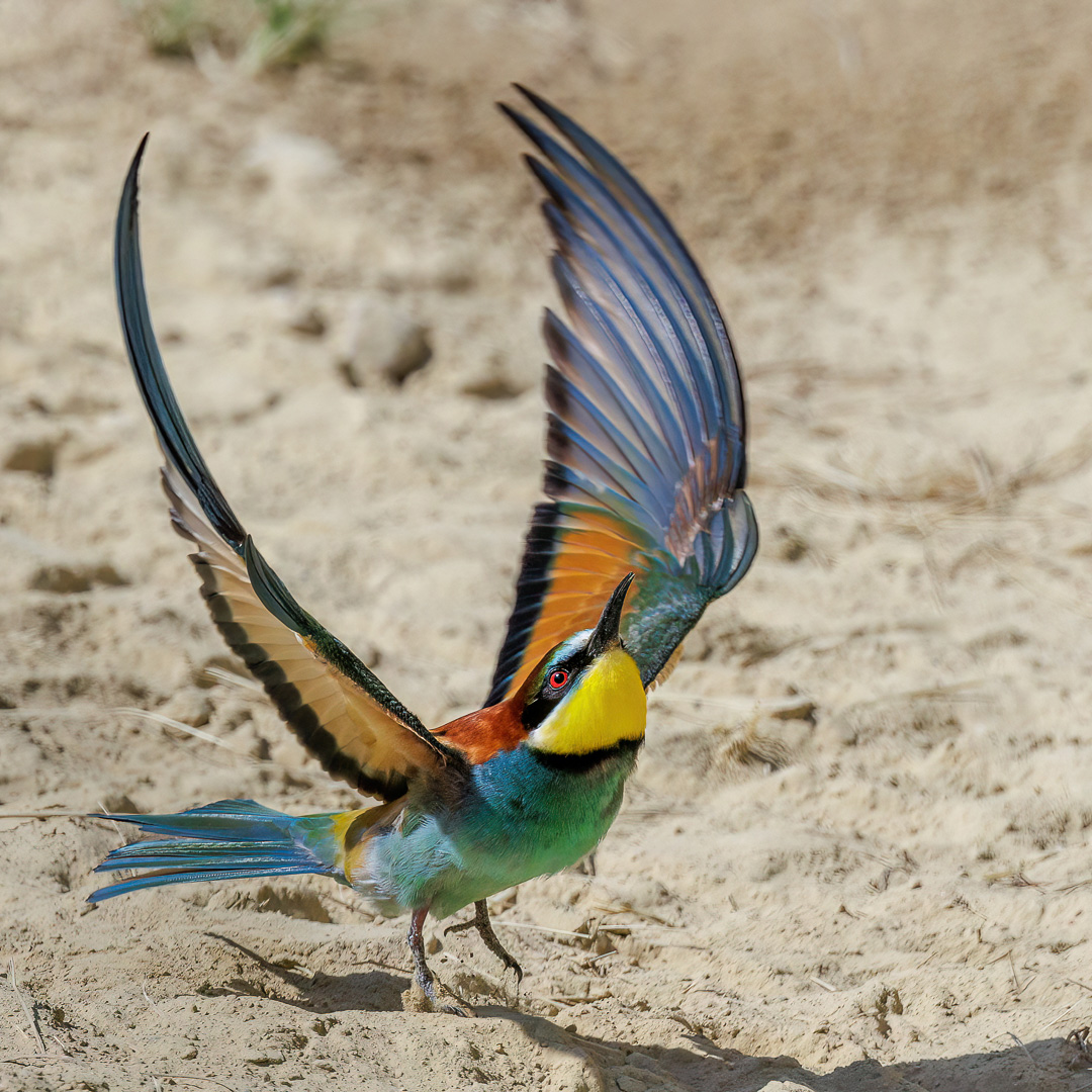 Bienenfresser (Merops apiaster)