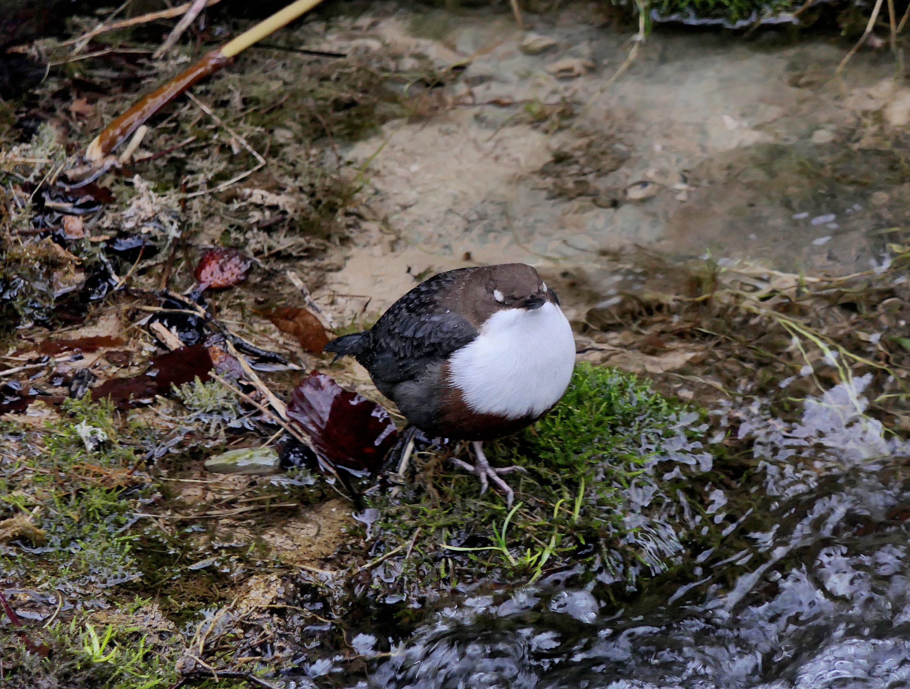 Wasseramsel ♀️