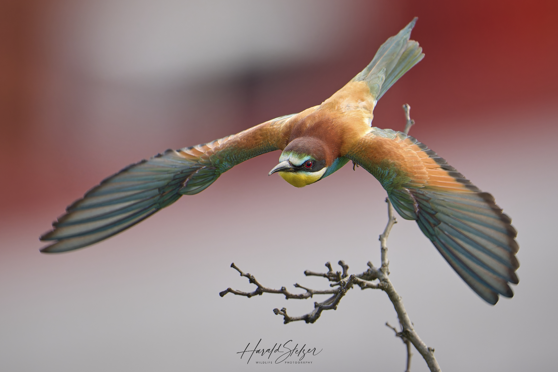 Bienenfresser im Abflug