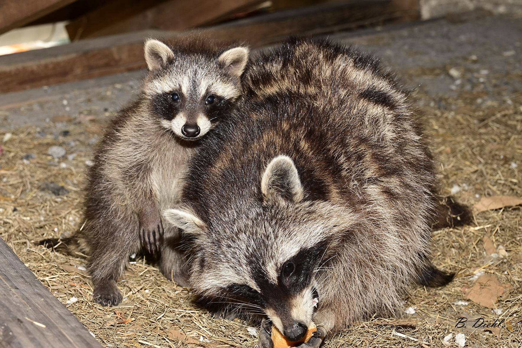 Morgens bei Familie Waschbär