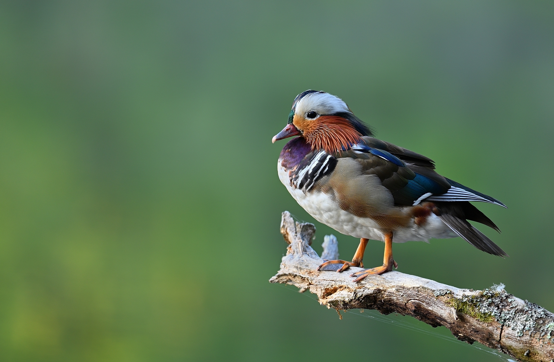 Mandarin Ente