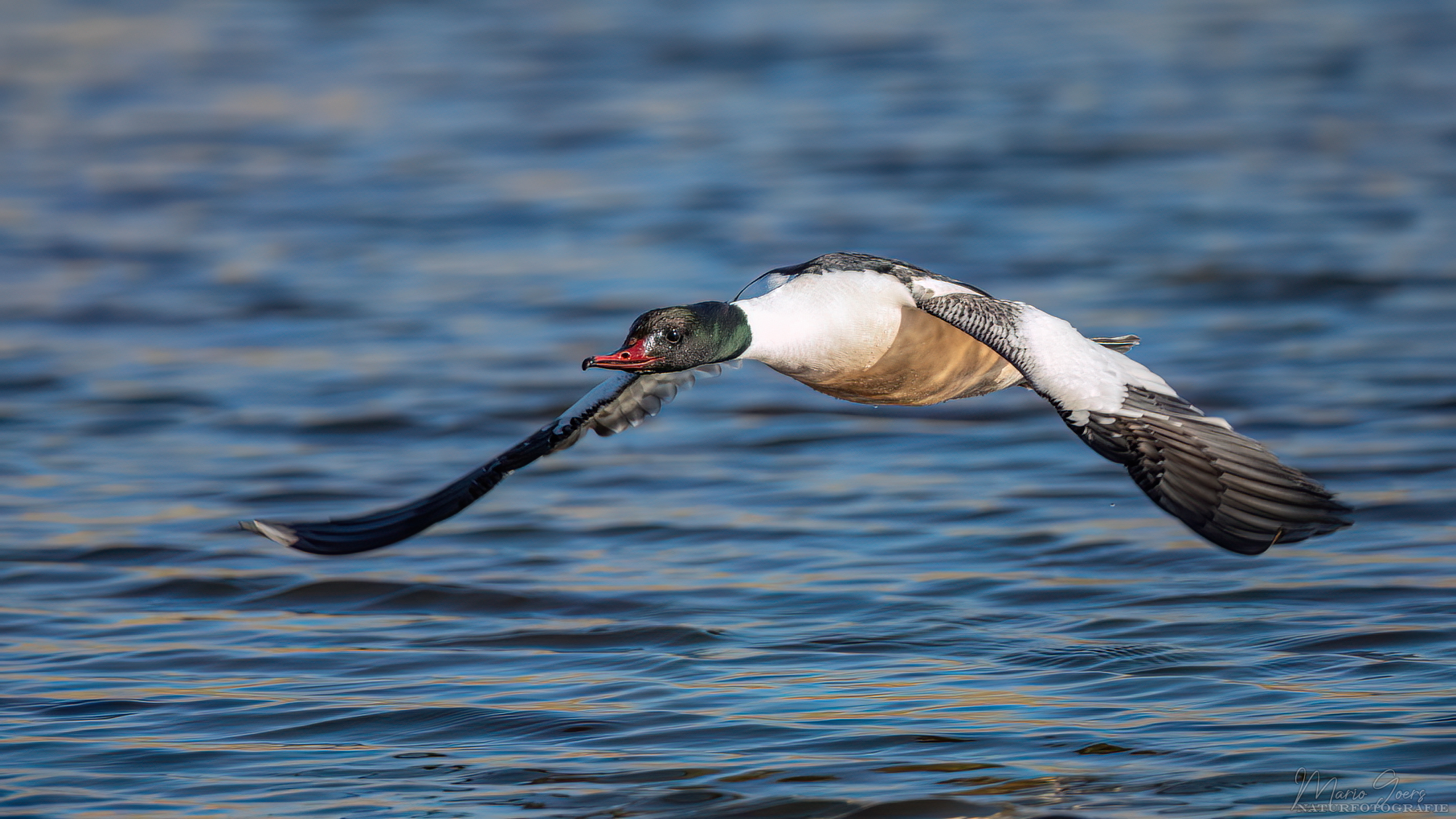 Flugstudie Gänsesäger männlich
