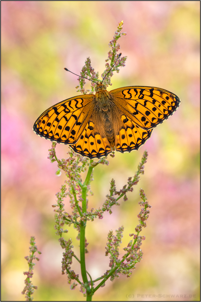 Großer Perlmuttfalter (Speyeria aglaja)