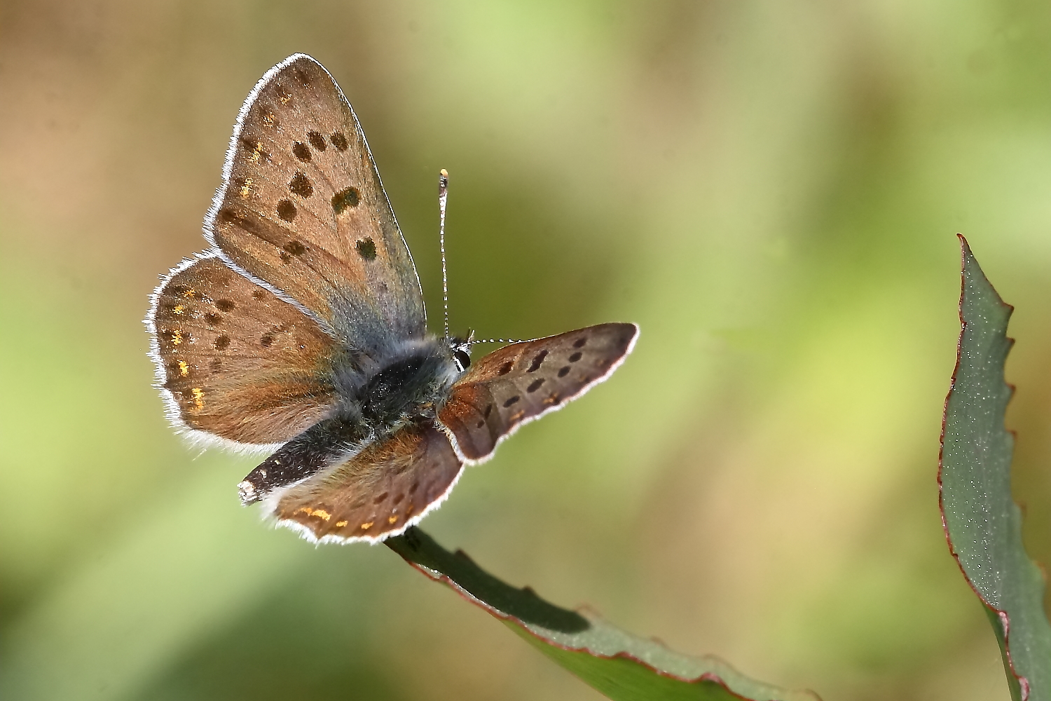 Brauner Feuerfalter,Männchen