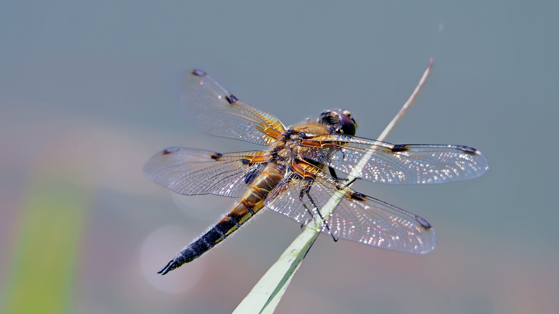 Libellula quadrimaculata