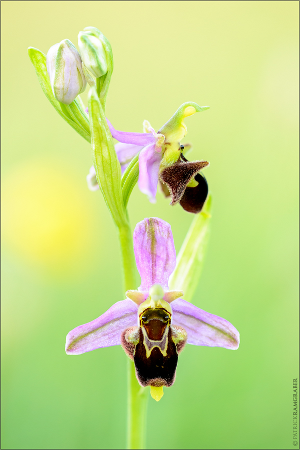 Wiesenorchidee