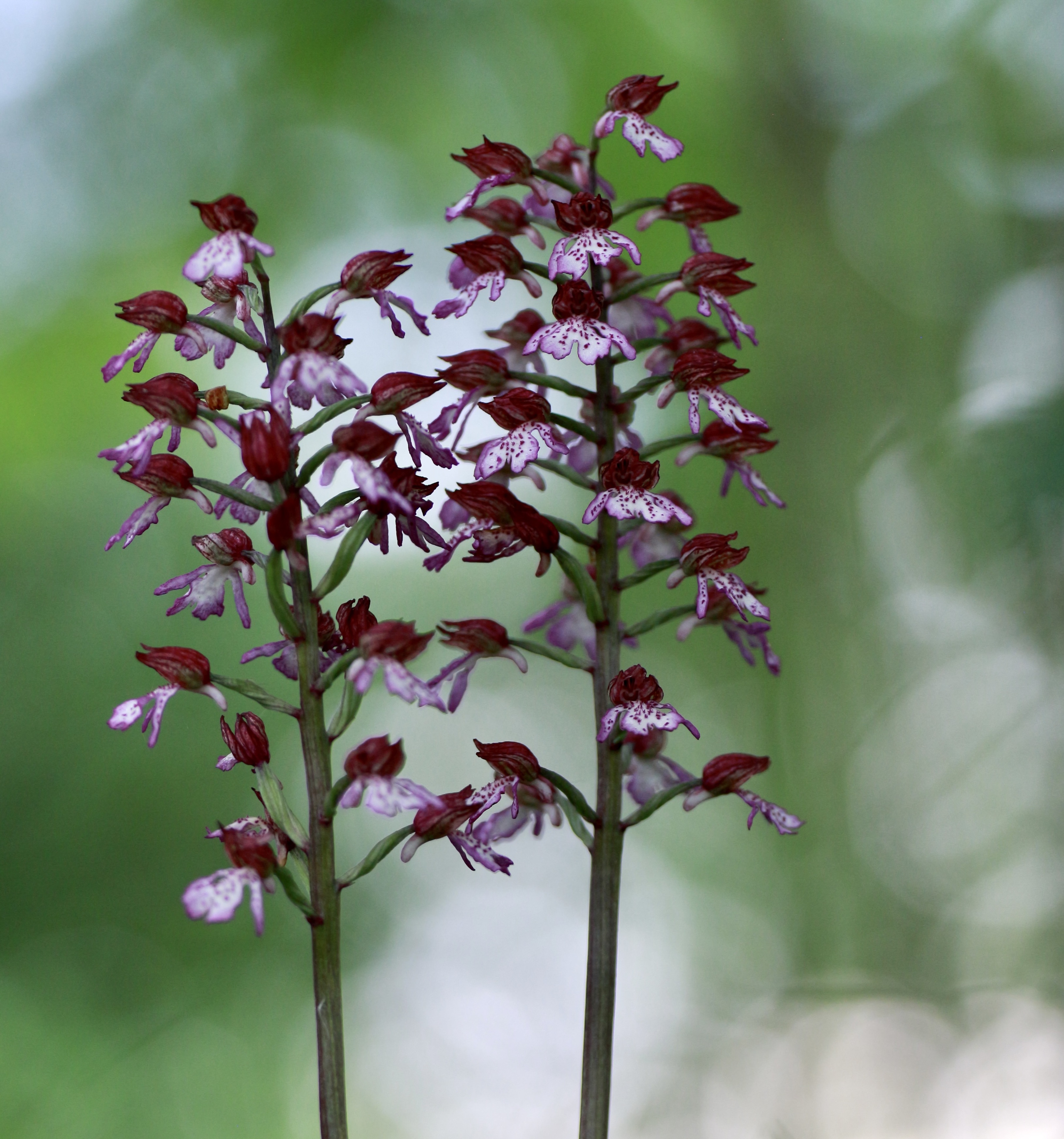 Orchis purpurea (Purpur-Knabenkraut)