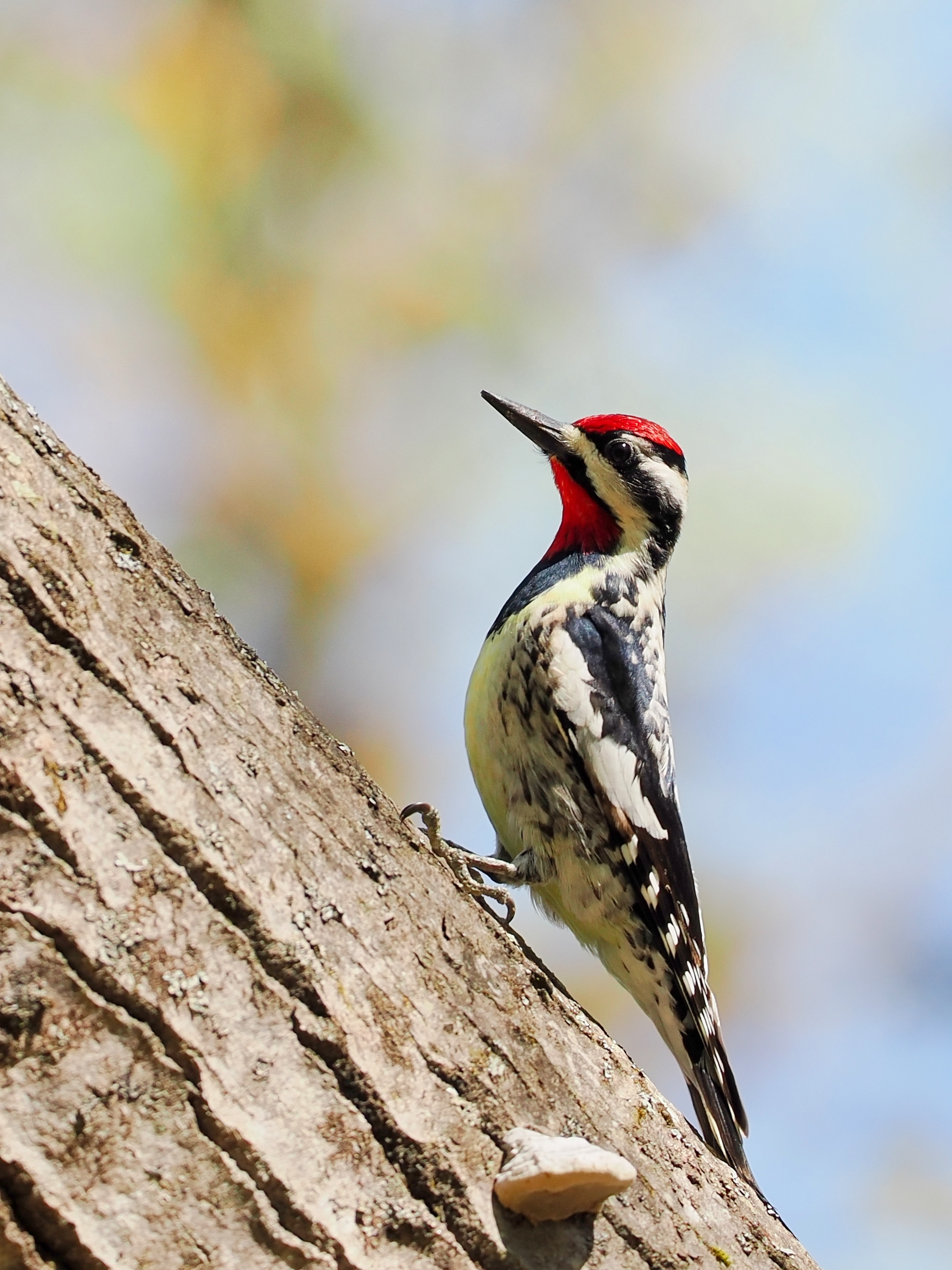 Gelbbauchsaftlecker / Yellow-bellied sapsucker