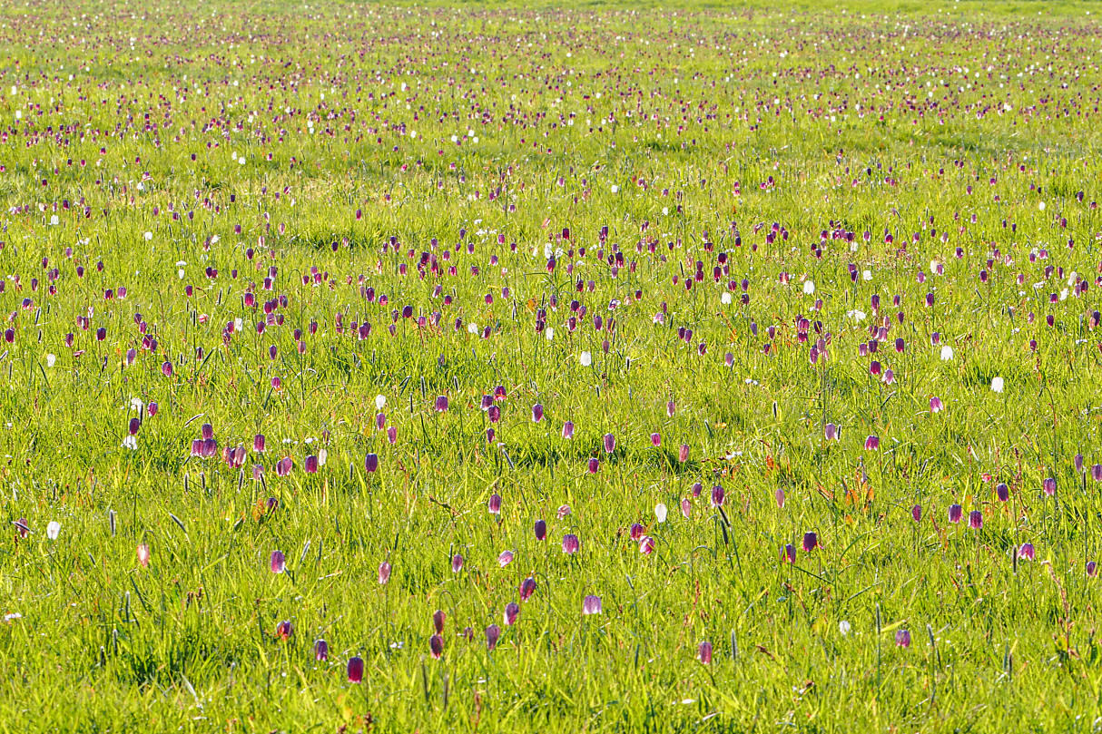 Schachbrettblumen so weit das Auge reicht.....