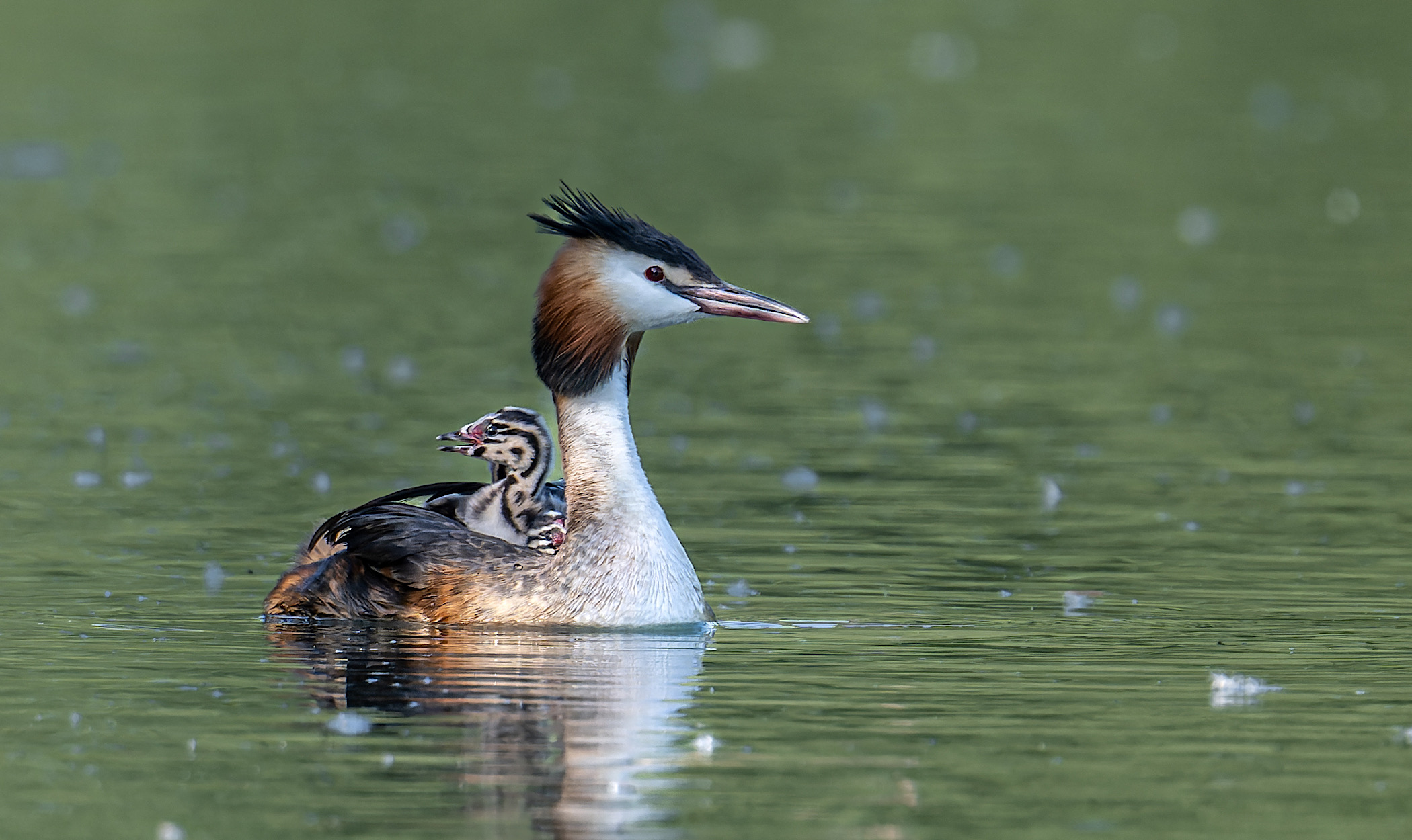 Die stolze Haubentaucher Mama…