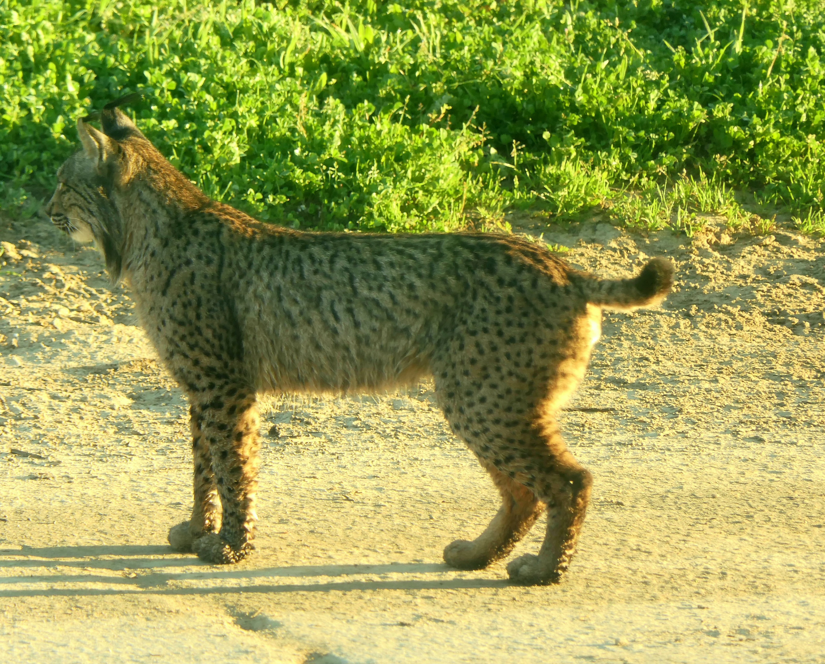 Pardelluchs, Iberischer Luchs (Lynx pardina)