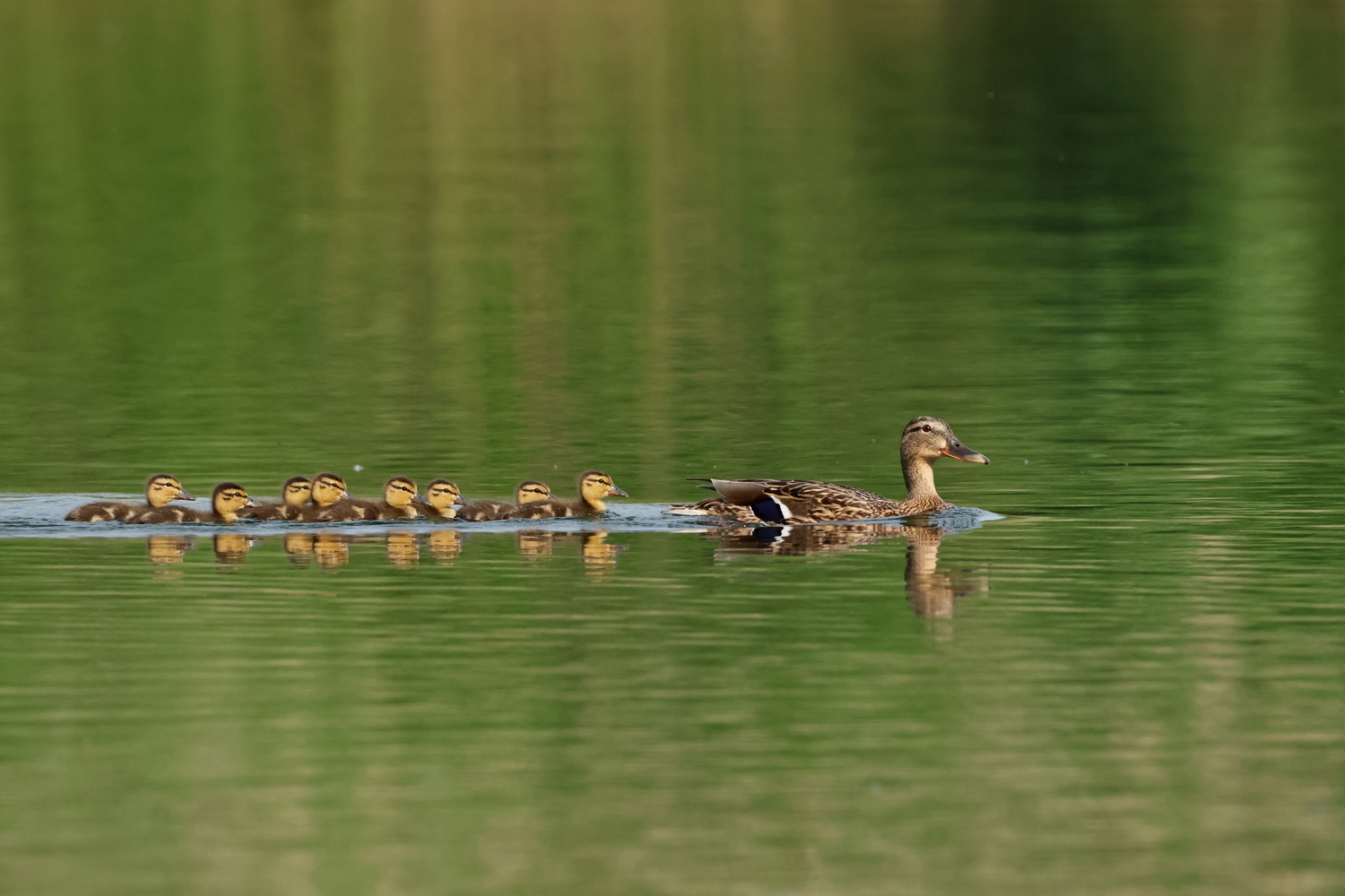 Familie