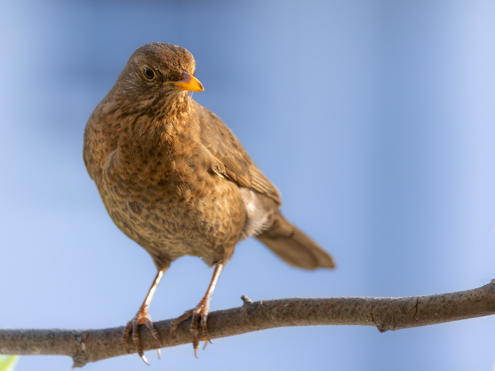 Amsel