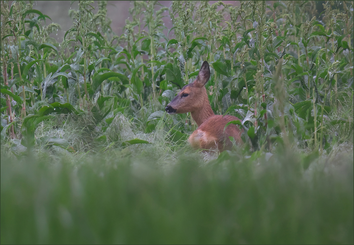 *im grünen Umfeld...*