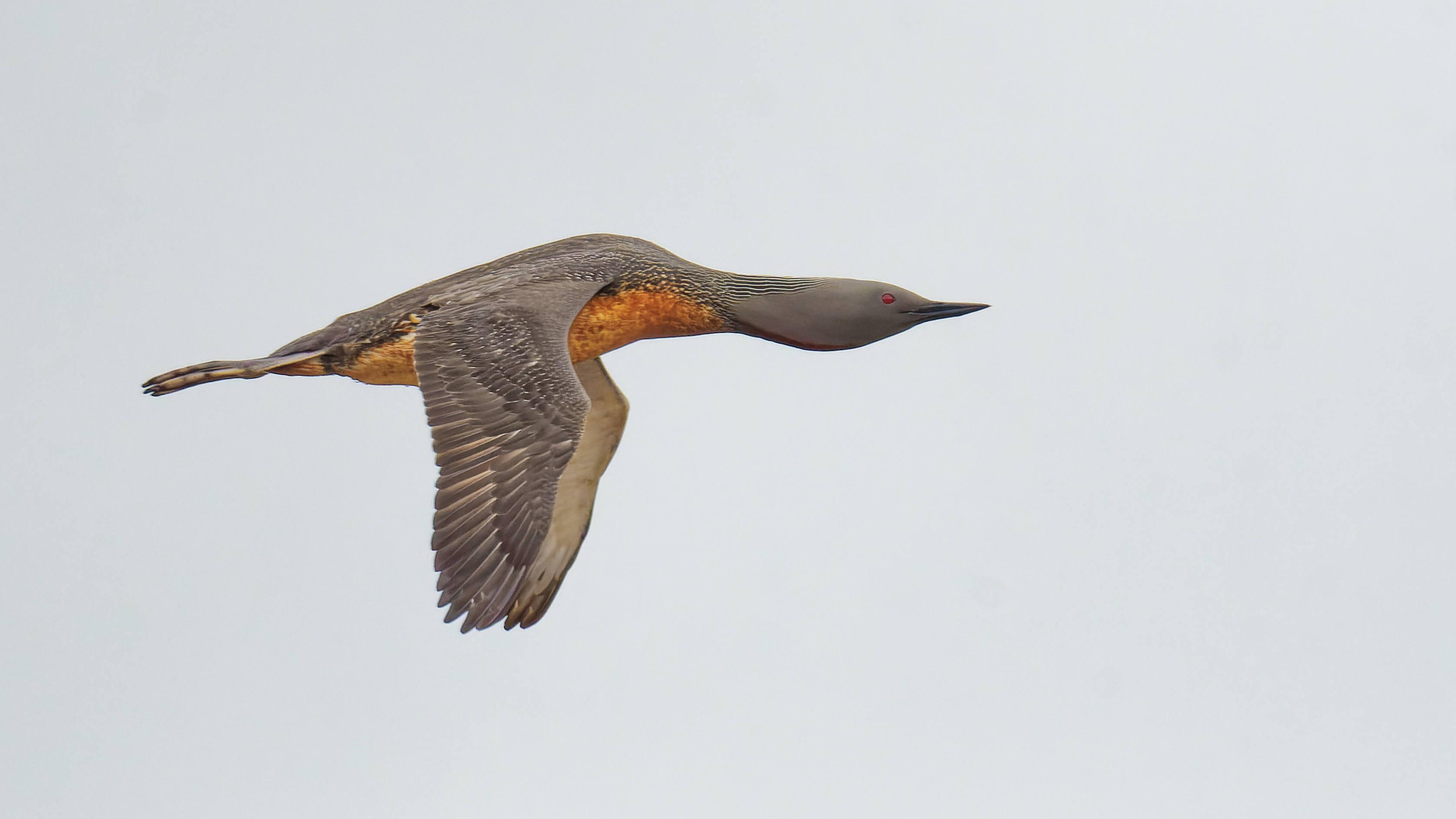 Sterntaucher im Vorbeiflug