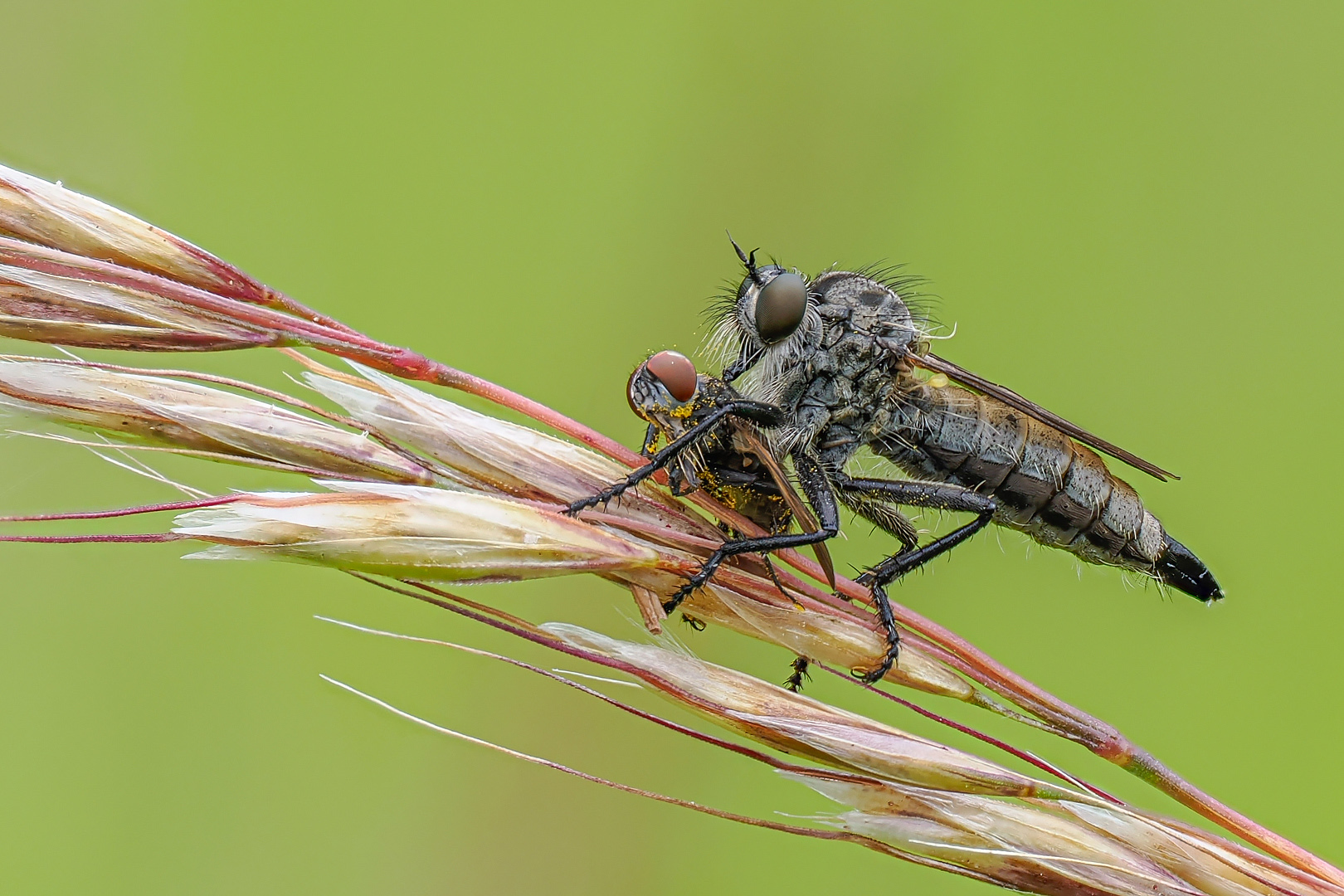 m.E. Säbelraubfliege ( Dysmachus trigonus )