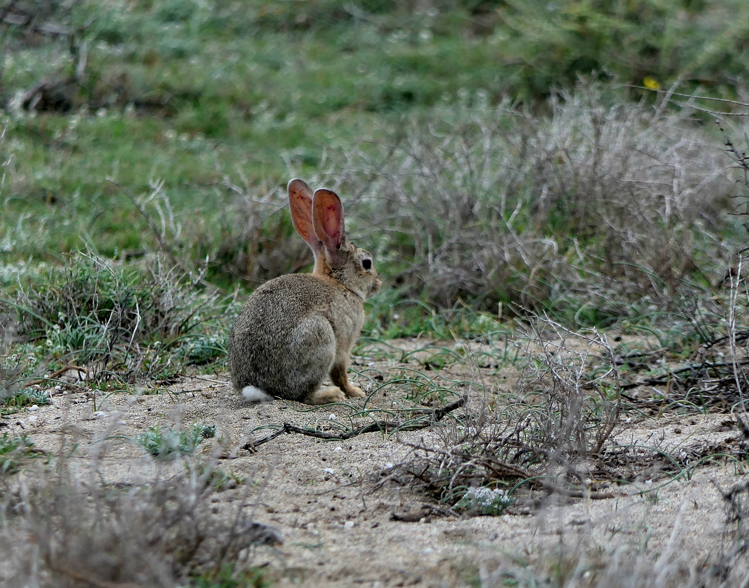 Wildkaninchen