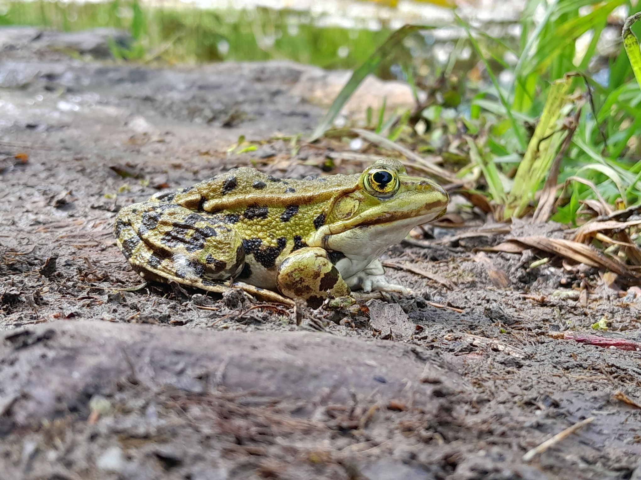 Teichfrosch sonnt sich