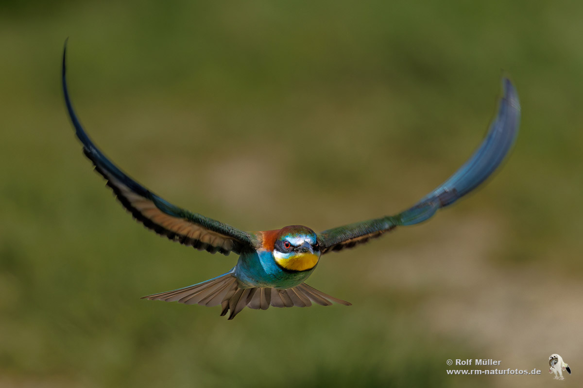 Bienenfresser (Merops apiaster)