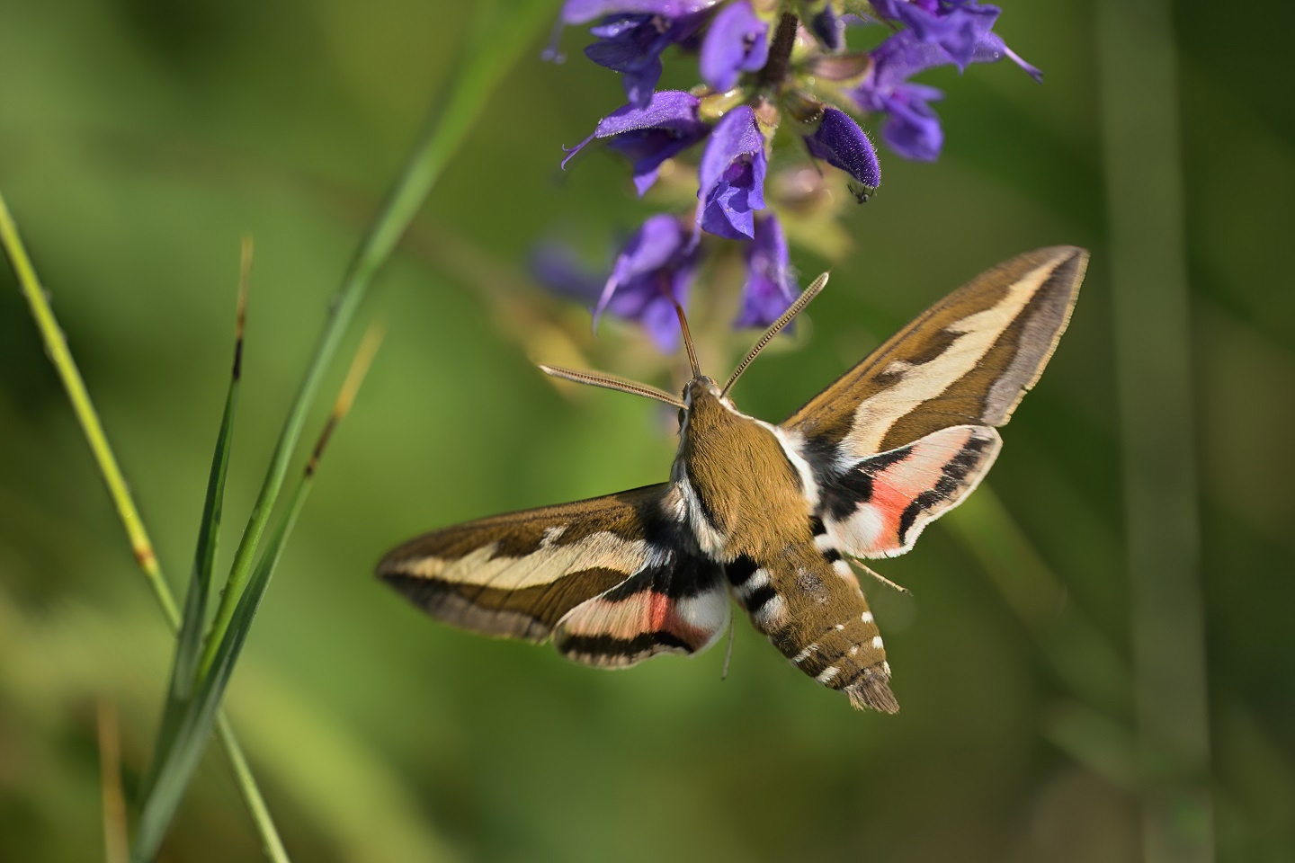 Exot (Forum für Naturfotografen)