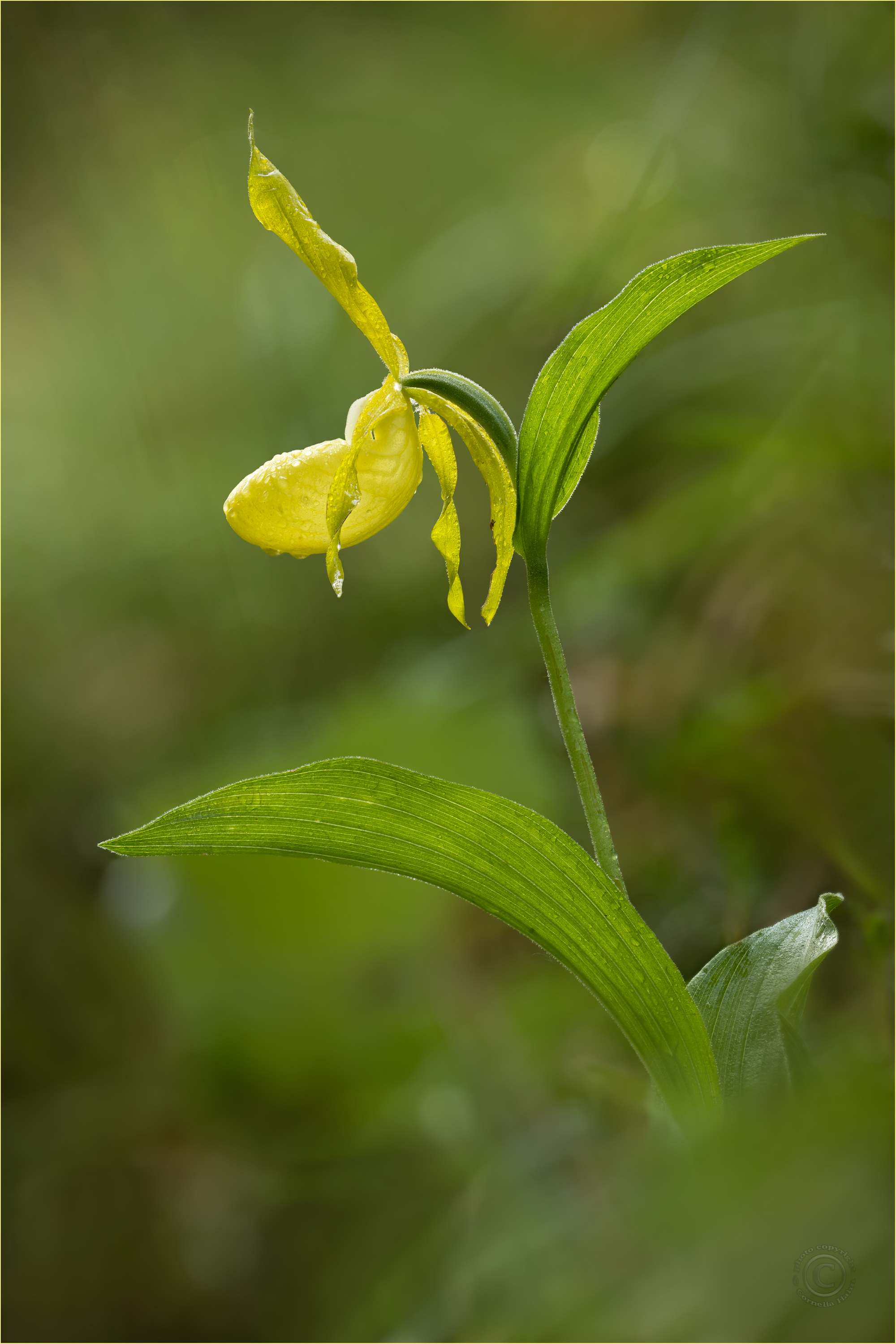 Goldschuh (Cypripedium calceolus Var. flavum)