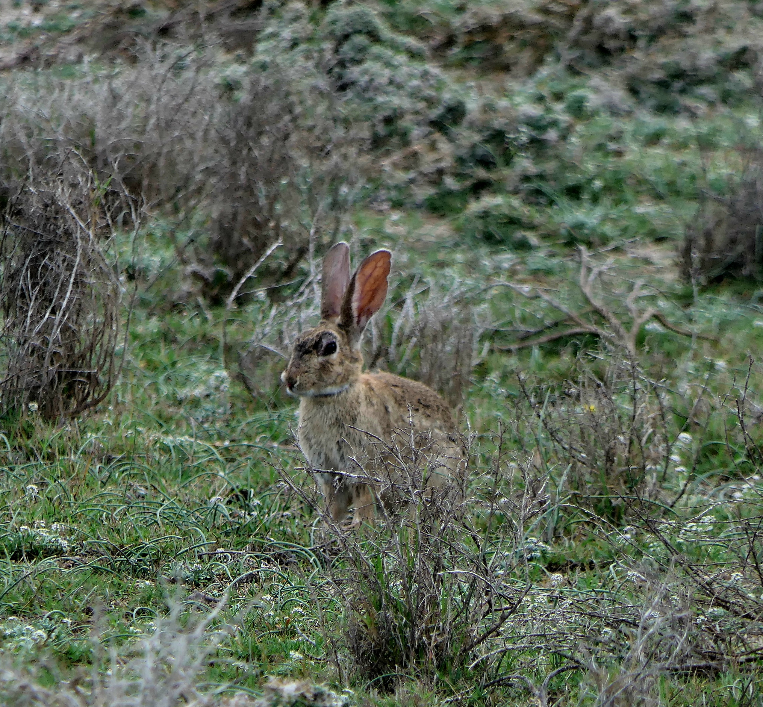 Wildkaninchen