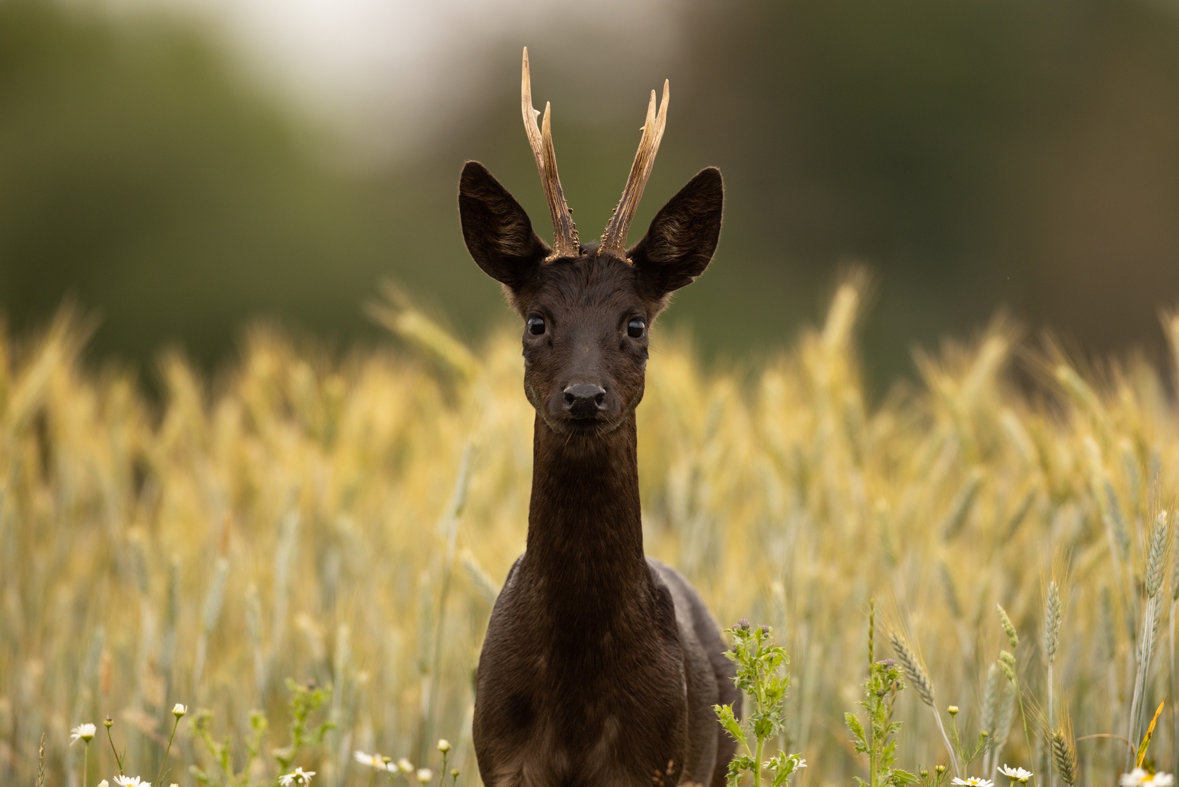 Schwarzes Rehwild