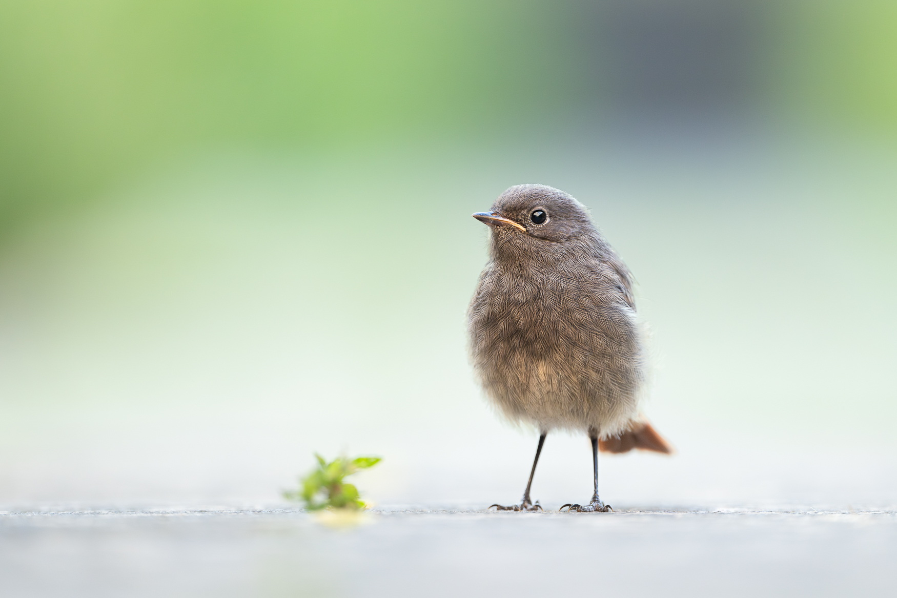 RotschwänzchenKind (Forum für Naturfotografen)