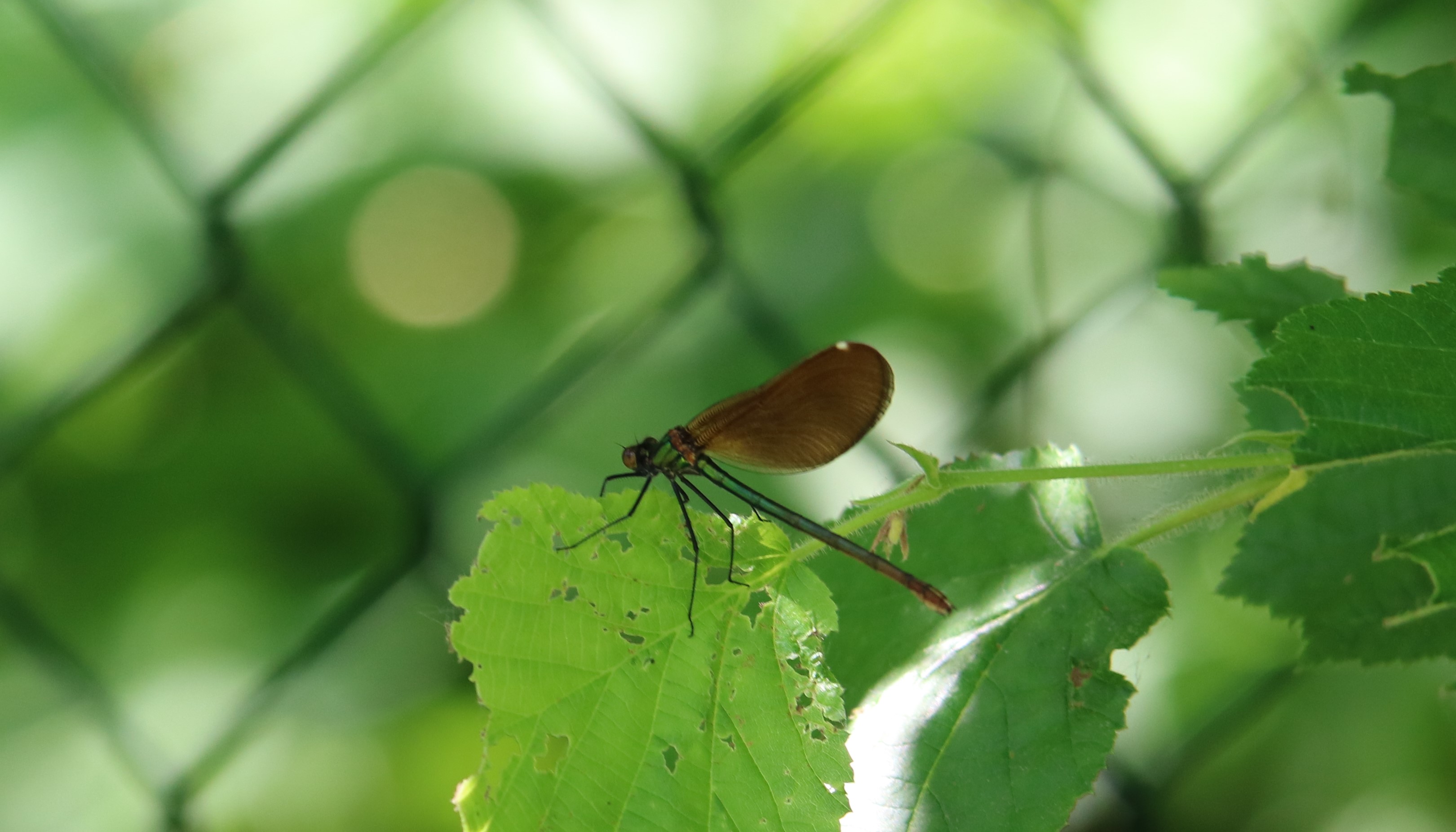 Libelle (Forum für Naturfotografen)