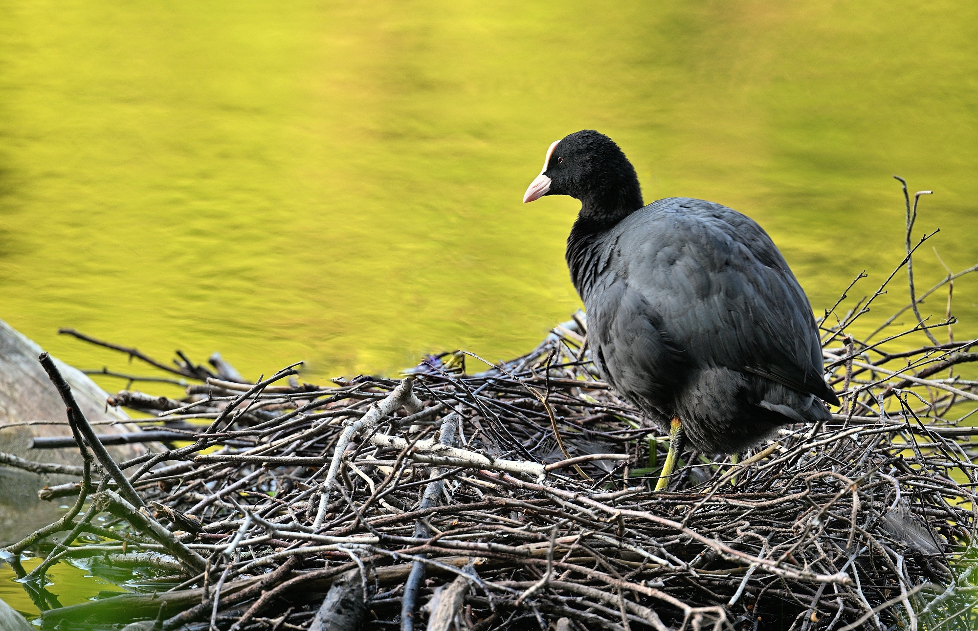 Blässhuhn (Forum für Naturfotografen)