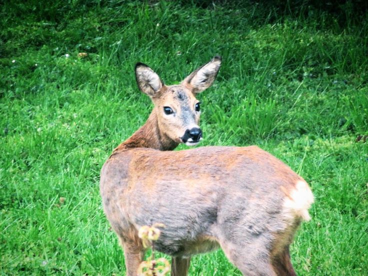 Reh im Gras