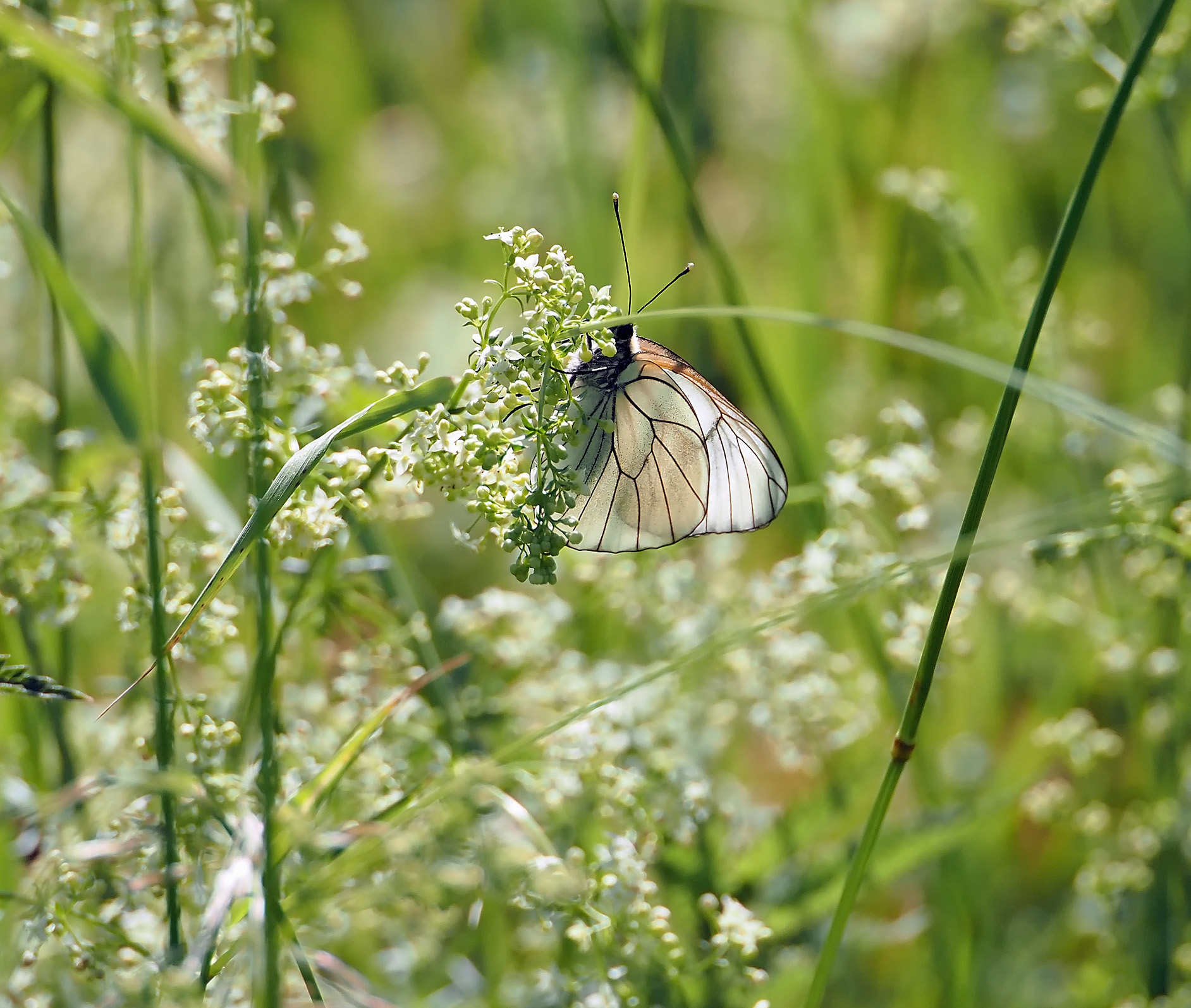 luftiges Wiesenbild