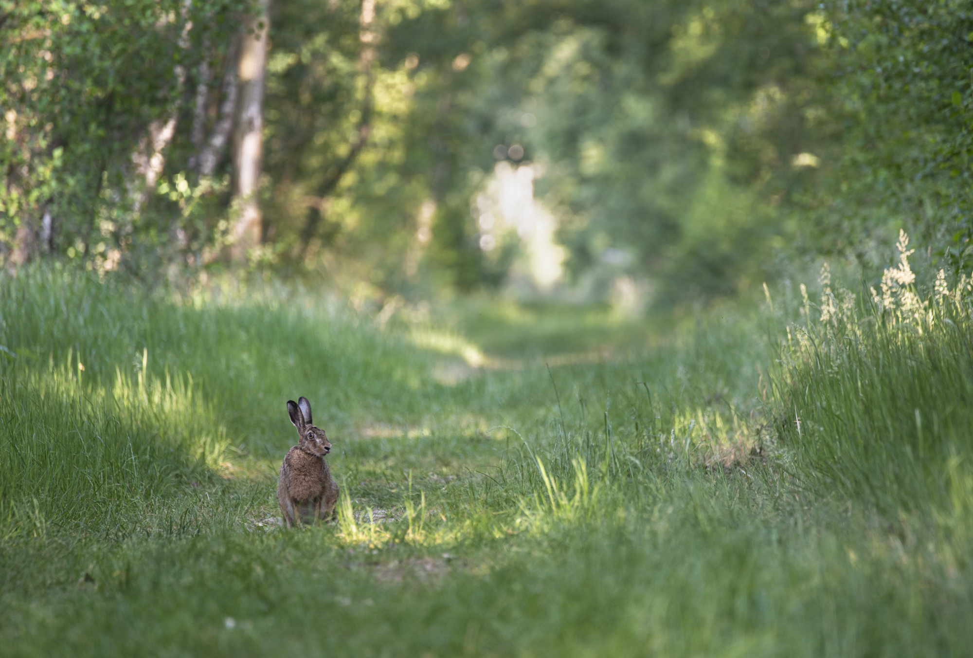 ___Hase________