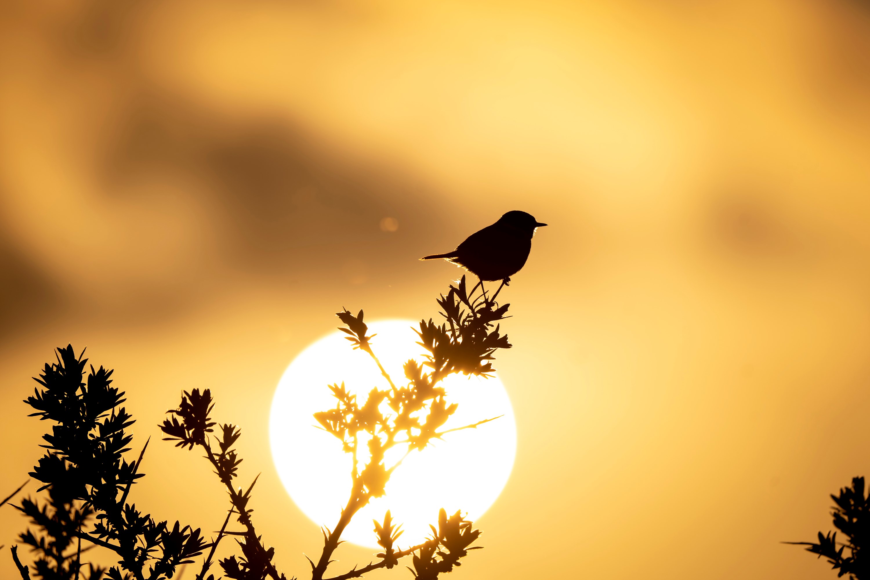 Sonnenuntergang mit Vogel