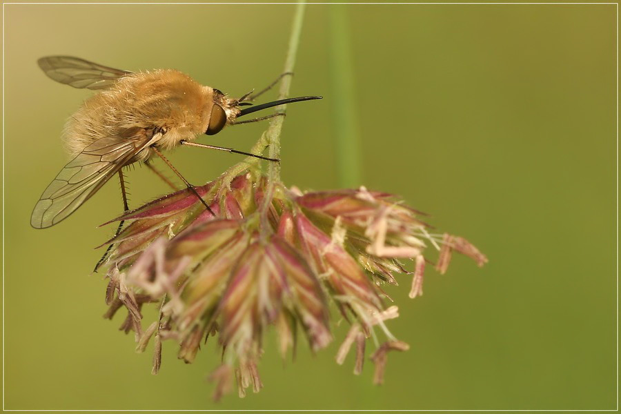 Grosser Wollschweber (Bombylius major)