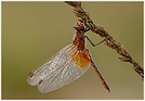 Gefleckte Heidelibelle (Sympetrum flaveolum)