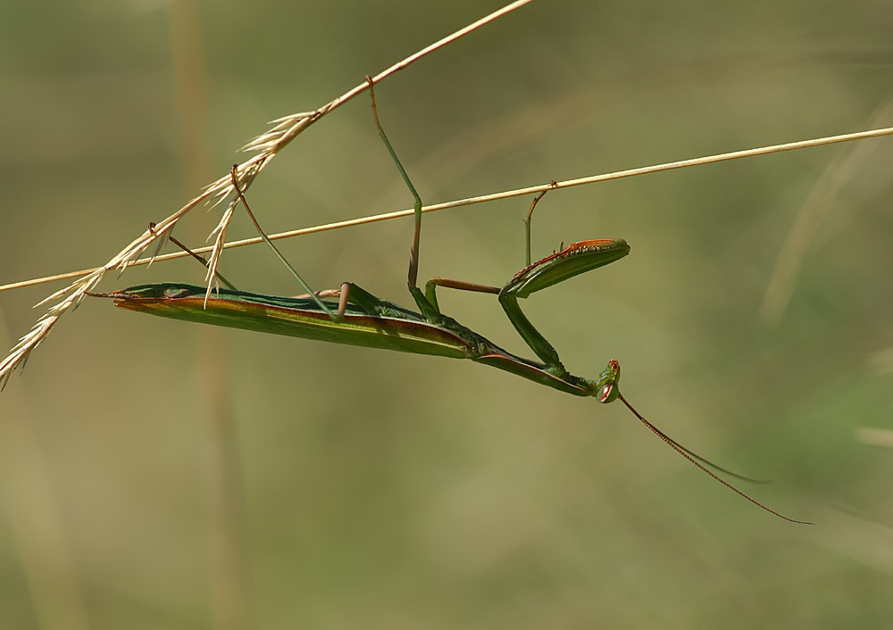 Mantis religiosa (ND)