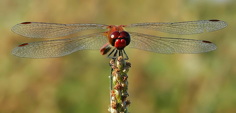 dragon fly II