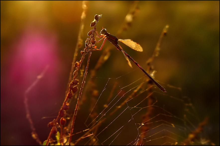 libelle