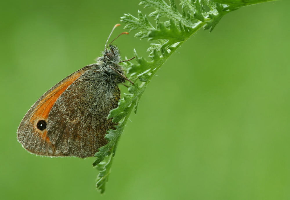 " Kleiner Heufalter " (Coenonympha pamphilus) #2