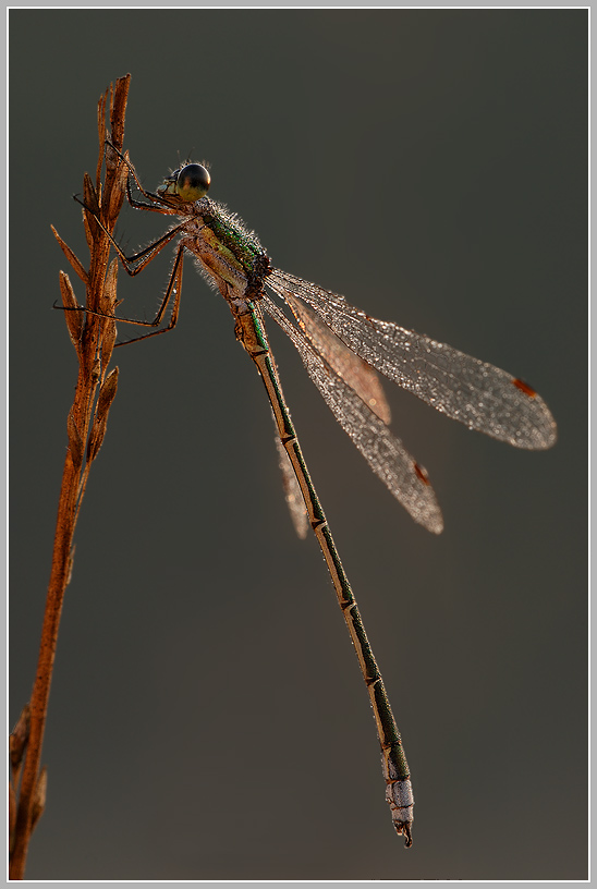 Gemeine Binsenjungfer (Lestes sponsa)