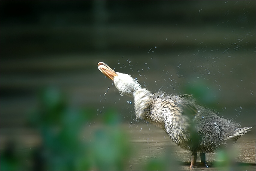 Stockente (Anas platyrhynchos) ND