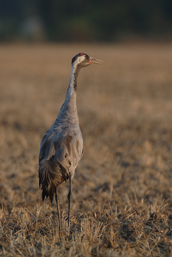 Grus grus Europ. Kranich ND