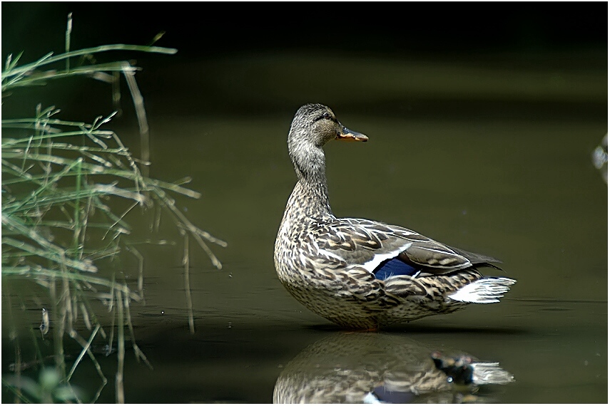 Stockente Anas platyrhynchos ND