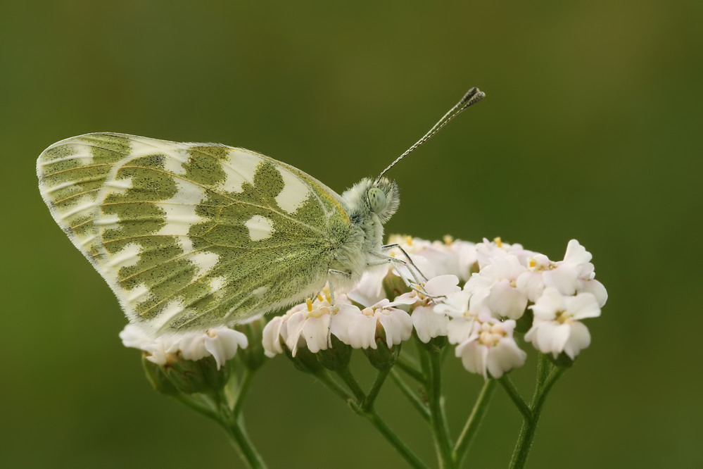 " Resedafalter " (Pontia daplidice)