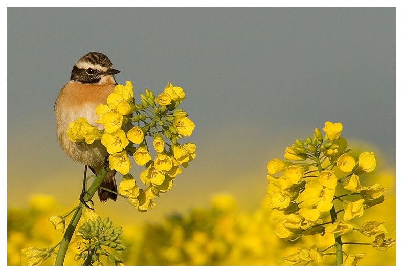 Nach dem die Saison der Singvögel so gut wie ND