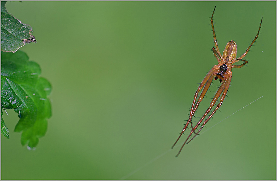 Spinne ND