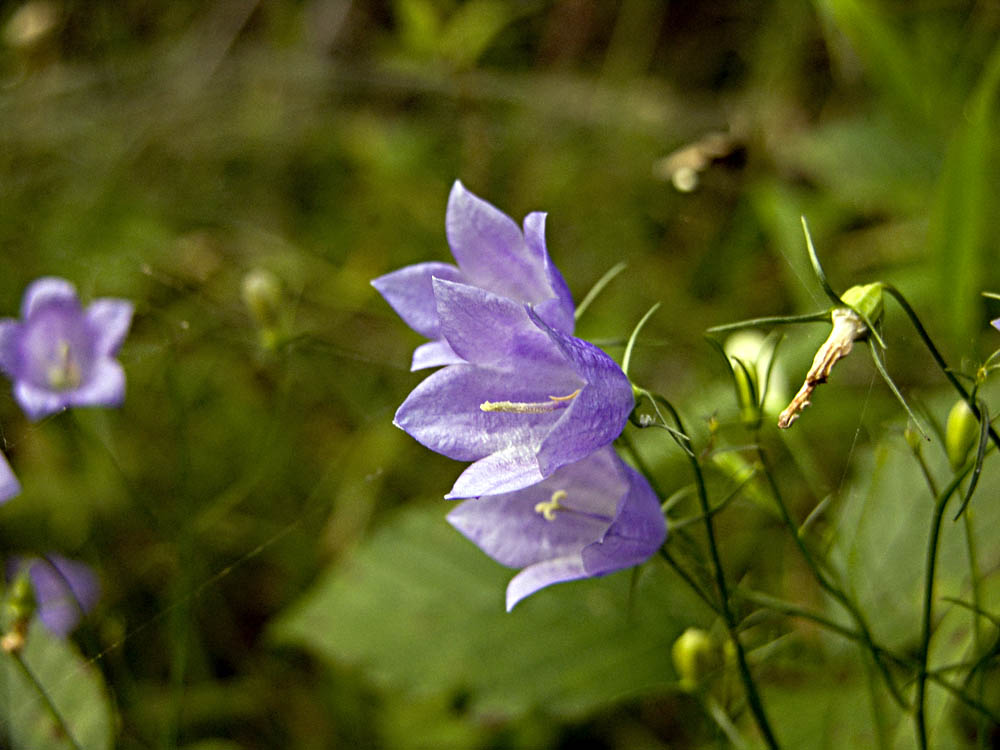 Glockenblume ND